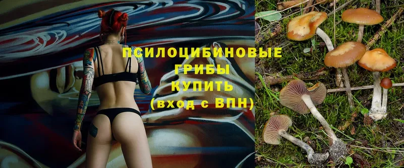 Псилоцибиновые грибы Cubensis  цены   Полтавская 